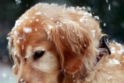 冬季犬病防护（寒冷冬天小心宠物狗生病）