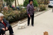 老人为什么喜欢以猫为主题（探究老人对猫的喜爱的原因及其影响）