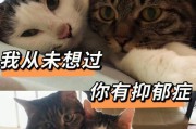 狗的抑郁症（了解狗抑郁症的成因和有效治疗方式，关爱你的宠物伴侣）