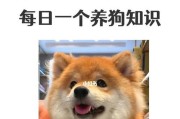 狗的寿命（揭秘狗的生命周期及如何让宠物狗健康长寿）
