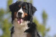 四大方法助你训练伯恩山犬（如何以宠物为主用有效的方法帮助训练伯恩山犬）