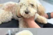泰迪犬美容的重要性（如何定期为泰迪犬进行美容护理）