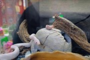 适合新人养的蛇宠物选择（新手养蛇的首选-简单易养的蛇类）