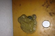 画眉鸟拉稀便怎么办？喂什么药最有效？（画眉鸟拉稀便的常见原因及治疗方法）