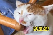猫为什么吃骨头？（探究猫咪对骨头的需求和益处）