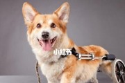 如何用正确的工具给柯基犬护理？（柯基犬护理所需的工具清单及使用技巧）
