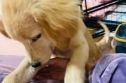 如何正确喂养两三个月大的金毛犬（宠物金毛的日常饮食、健康问题及解决方案）