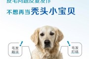 美毛小秘诀，让泰迪犬毛色变浅（探秘食物中的美毛功臣，让你的泰迪犬闪耀绽放）