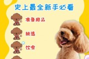 贵宾狗的饮食安排与喂养方法（贵宾犬一天几顿饭合适？如何科学喂养？）