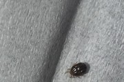 狗狗身上会长哪些虫？（揭秘狗狗身上的寄生虫种类及预防方法）