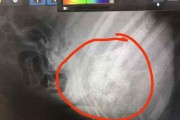 狗狗骨肉瘤生存期有望延长的关键因素（探索骨肉瘤治疗的新方法，提高狗狗生存质量）