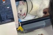 为什么猫咪有时不在猫砂撒尿？（探究猫咪不在猫砂撒尿的原因及解决方法）