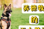 如何科学喂养德国牧羊犬（以宠物为主，爱护你的伙伴）