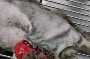 猫腿骨折了怎么办？（从症状到治疗，一起了解猫腿骨折）