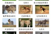 纽芬兰犬的饲养方法（关爱宠物，从纽芬兰犬开始）