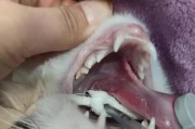 猫鼻头有脏东西的原因及处理方法（探究猫鼻头上的脏东西形成的原因，以及如何有效清理）