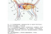 荷叶陆龟饲养全攻略（宠物爱好者必读，打造舒适健康的家居环境）
