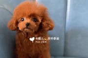 茶杯泰迪犬（探究茶杯泰迪犬的养护要点及魅力所在）