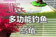 正确喂食乌龟的方法（以体重大小为准，科学喂食乌龟）