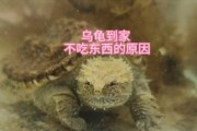 揭秘乌龟十月份不吃东西的原因（探究乌龟冬眠现象背后的科学原理）