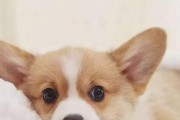 为什么我的柯基犬一直叫唤？（探寻柯基犬叫唤的原因及解决方法）