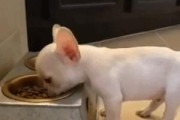 狗狗不吃东西怎么办？（解决狗狗进食问题的有效药物）