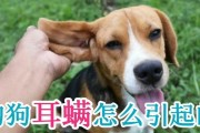 狗狗得了耳螨怎么办？（发现宠物耳朵有异味怎么处理？）