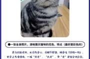 揭秘猫咪剪刀大法的秘密（打造美丽的猫咪造型，从猫咪剪刀大法开始）