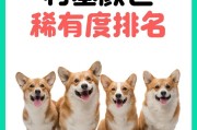 柯基犬为什么不喜欢喝水？（解密柯基犬不喜欢喝水的原因及保持其水分摄入的方法）