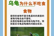 乌龟肥胖的原因与解决方法（揭秘乌龟肥胖背后的秘密，为宠物乌龟定制健康饮食计划）