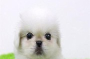 京巴犬（了解京巴犬的优缺点，选择适合自己的宠物伴侣）