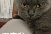 蓝猫常见疾病及预防措施（探究蓝猫常见病症，帮助主人更好地保护它们的健康）