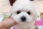 如何科学养护比熊犬（详细介绍比熊犬的生活习性和健康保养方法）