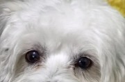 狗不吃不喝，代表什么？（探究狗不进食的原因及解决方法）