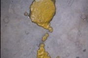 狗狗拉屎很黑的原因及处理方法（了解为什么狗狗拉屎很黑，帮助你照顾它们的健康）