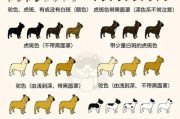 英国斗牛犬与法国斗牛犬（探索两大斗牛犬品种的不同之处）