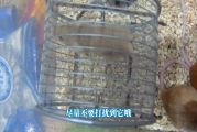 小仓鼠到底该怎么养？有哪些注意事项？