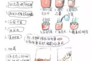 详解阿拉莫泥龟的饲养方法（如何成为一个好的阿拉莫泥龟饲养者）