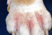为什么狗狗喜欢舔爪子？（探究狗狗舔爪子的原因和意义）