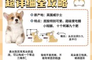 柯基狗狗洗澡的最佳频率（探讨柯基狗狗洗澡的最佳时间间隔及相关注意事项）
