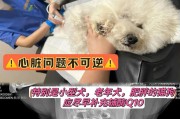 老年犬的健康管理与幸福生活（关爱老年犬，让它们晚年更美好）