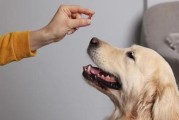 外面有点动静，狗就叫？（为什么狗在听到外面的动静时会立刻发出叫声？）