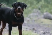 揭秘世界最贵狗的神秘身份（奢华无限的“富豪犬”畅销全球）