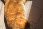 猫咪太阳晒多久？