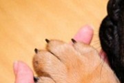 狗狗指甲剪出血了怎么办？3招简单又实用的办法帮狗狗止血