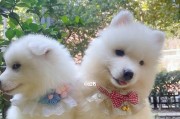 可爱萨摩耶（挚友、守护者和陪伴者——萨摩耶的多重身份）