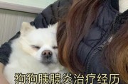 探究狗狗胰腺炎试纸的使用及其重要性（了解狗狗胰腺炎试纸的作用和正确使用方法）