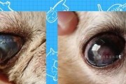 狗眼睛滴药全解析（了解如何正确滴药，维护狗眼健康）
