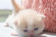 奶猫喂养教科书：6步喂出圆滚滚小奶球
