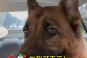 揭秘狗狗喜欢咬脚丫的原因（探究狗狗咬脚丫的动机和解决方法）